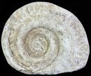 Cut and Polished Lower Jurassic Ammonite - England #62562-1